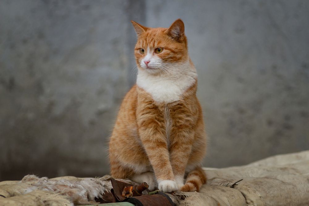 Photograph by Александр Канцур