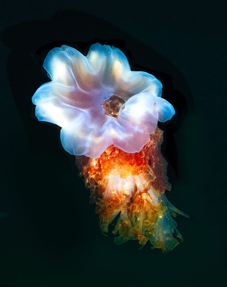 Цианея. Баренцево море. Россия