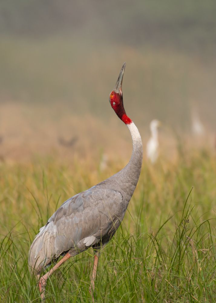 Photograph by Rajiv Mani