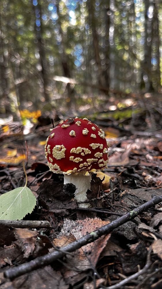 Photograph by Анна Тебенькова