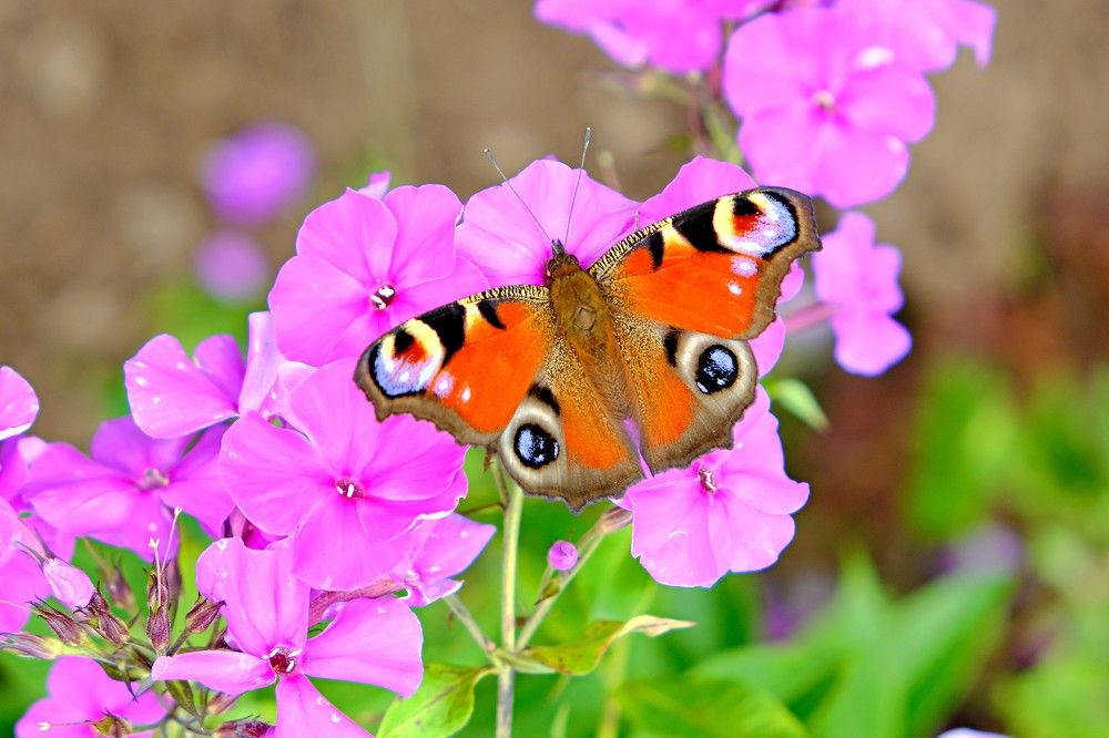 Photograph by Надежда Кангина