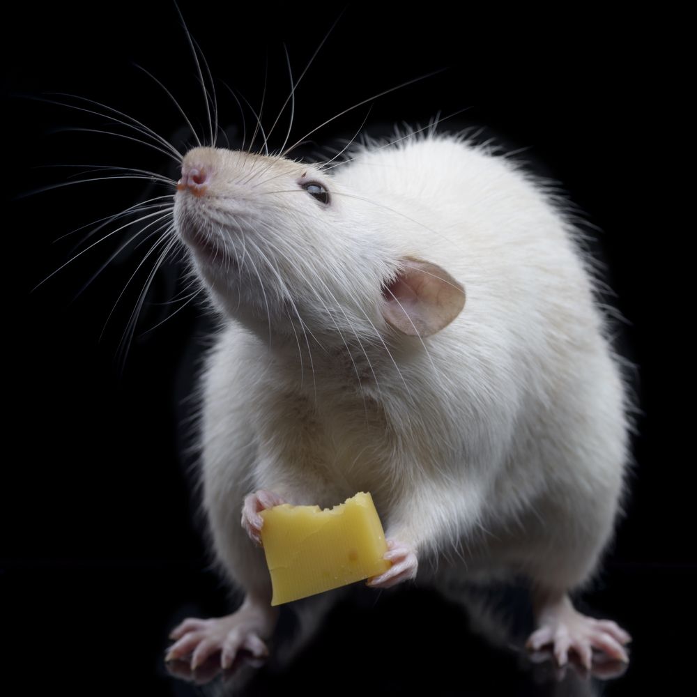 Фотография автора Сизов Кирилл