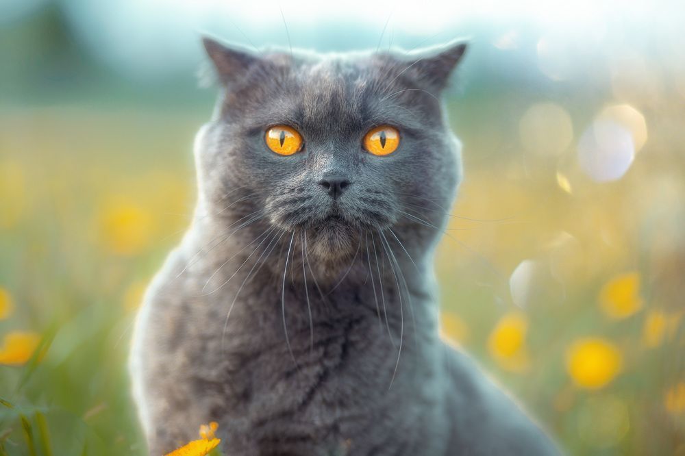 Фотография автора Холудеев Виктор