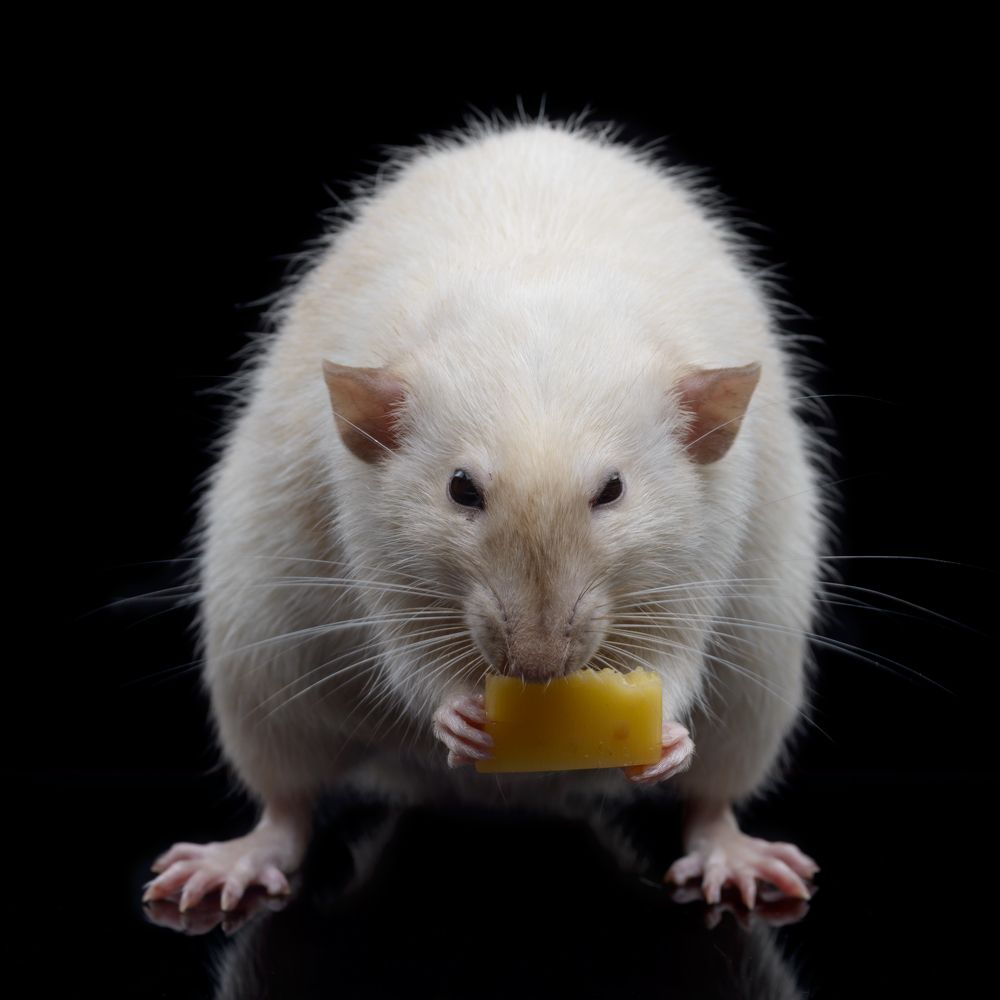 Фотография автора Сизов Кирилл