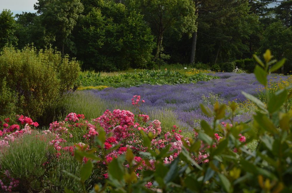 "Лавандовые реки, розовые берега!!!"   "Lavender rivers, banks of roses"