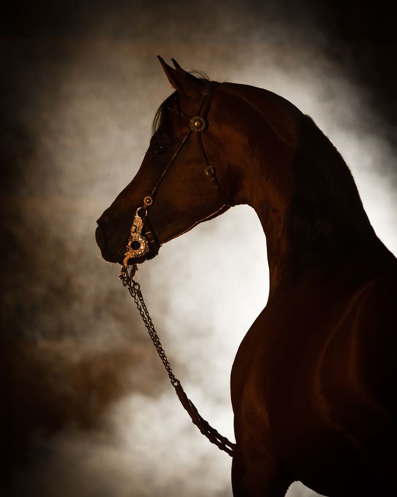 Photograph by Julia Dohmen