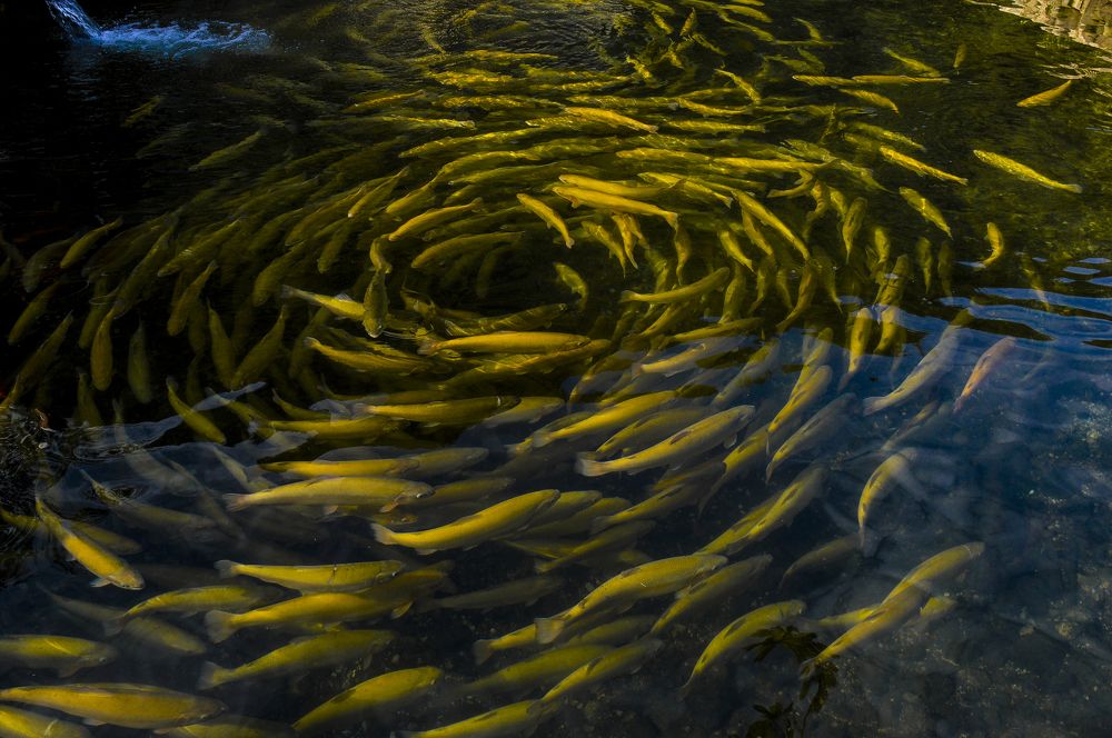 Photograph by Marika Charkviani