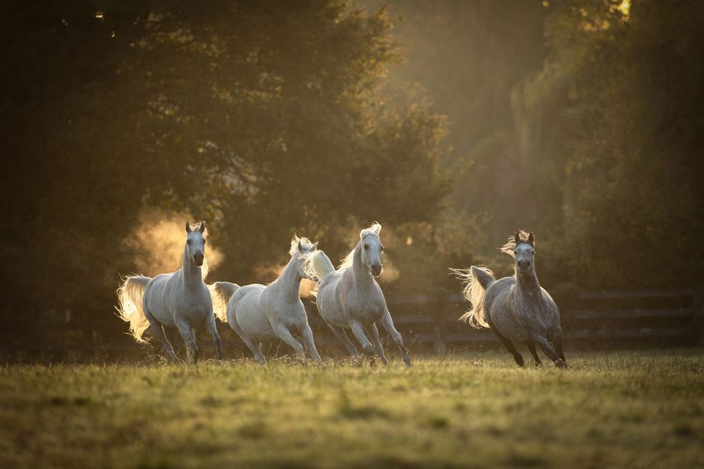 Photograph by Julia Dohmen