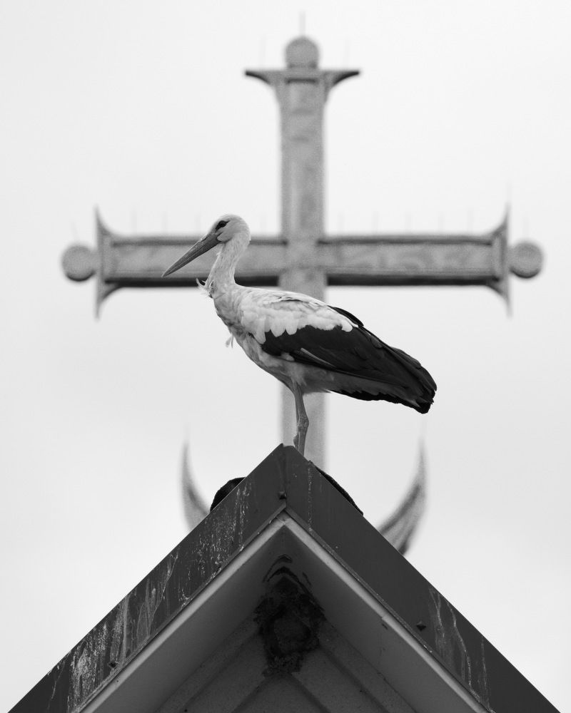 Photograph by Дмитрий Дрозд