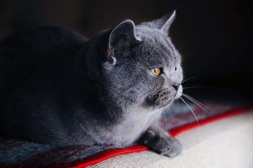 Фотография автора Наталья Боярина