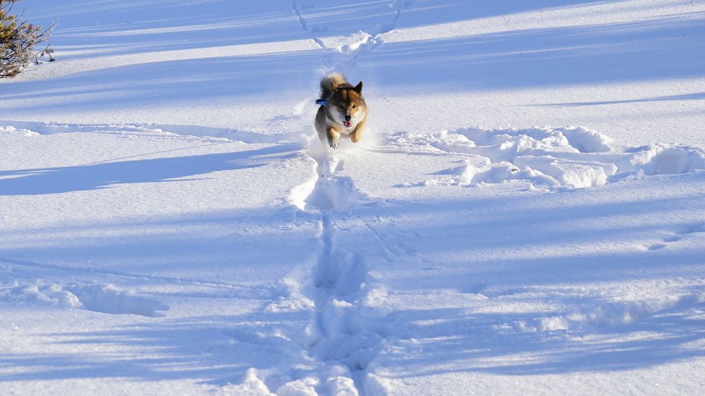 На встречу ...