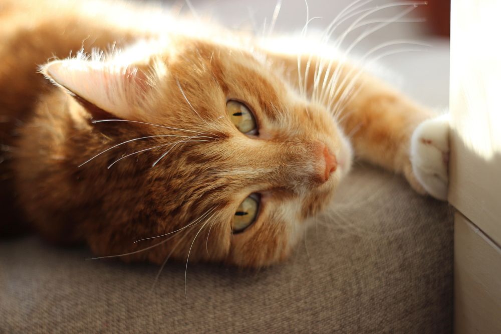 Photograph by Елена Петрова