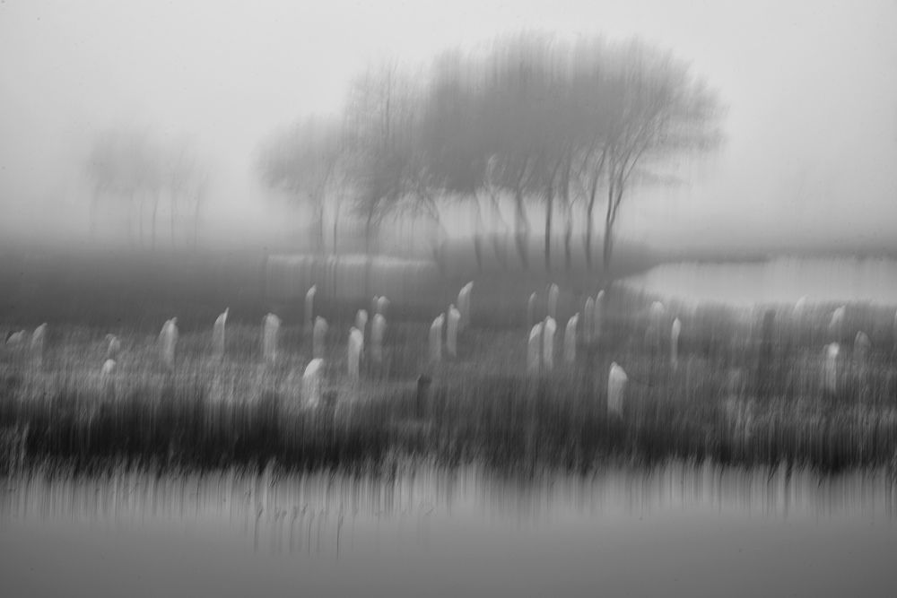 Фотография автора BIPLAB MISRA