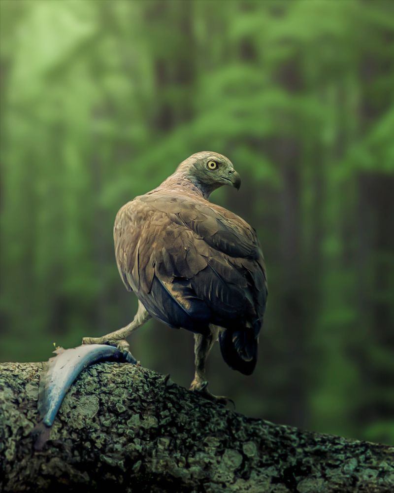 Photograph by Satadru Mondal