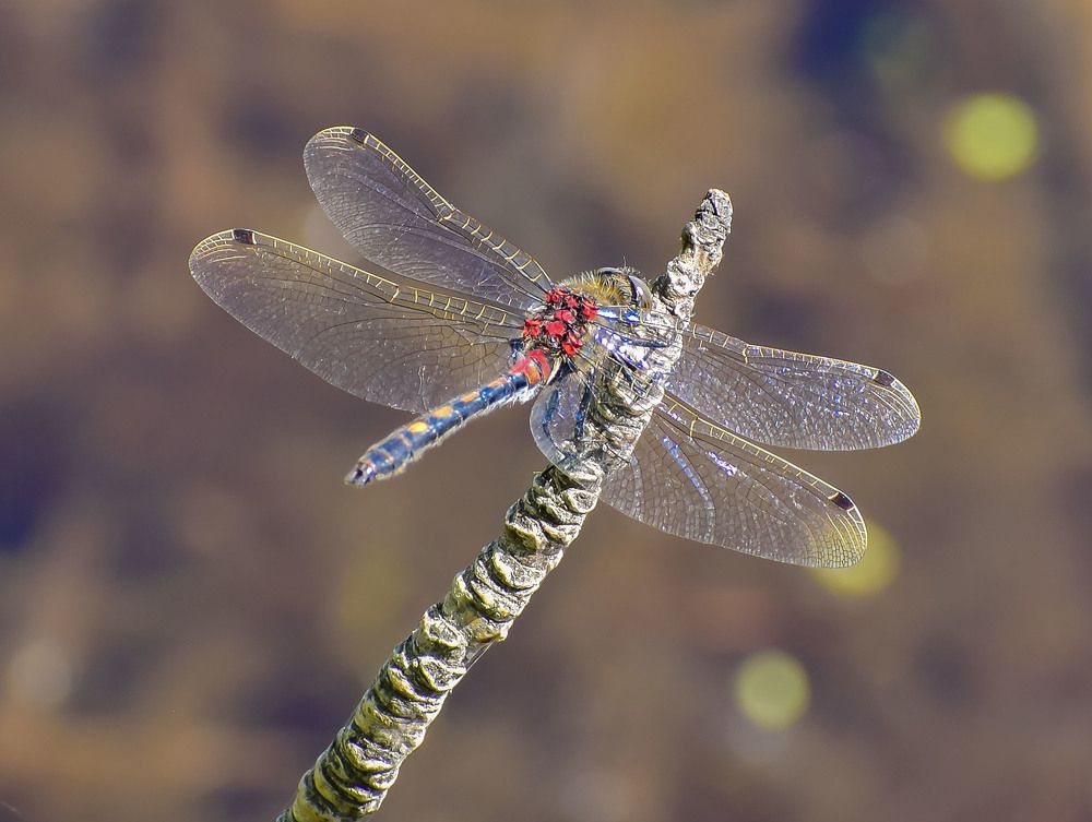 Стрекоза лейкорриния восточная
