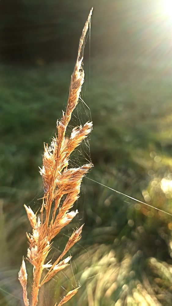 Солнце в травах.