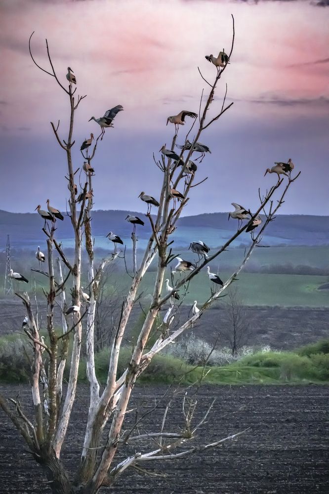 Photograph by Stamen Sotirov