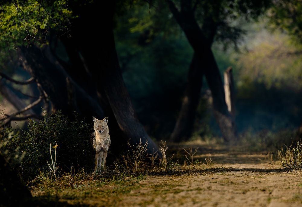 Photograph by Rahul Dev