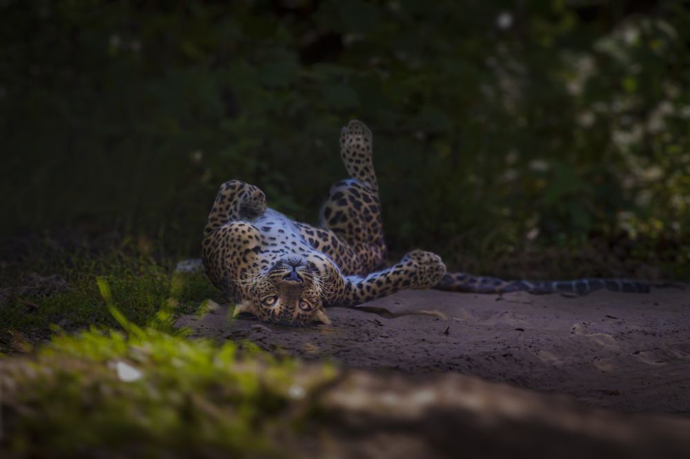 Who is looking at me?