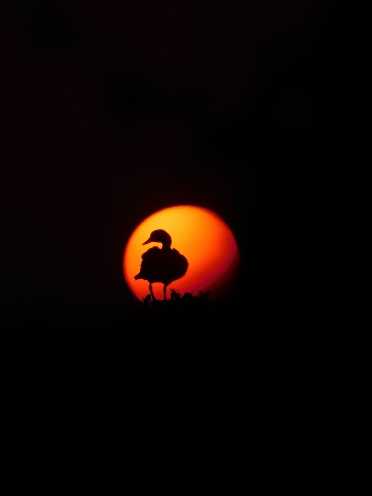 Photograph by Shiva Kumar