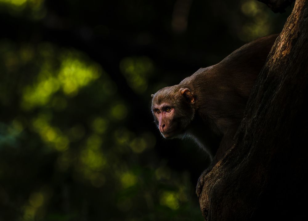 Photograph by Rahul Dev