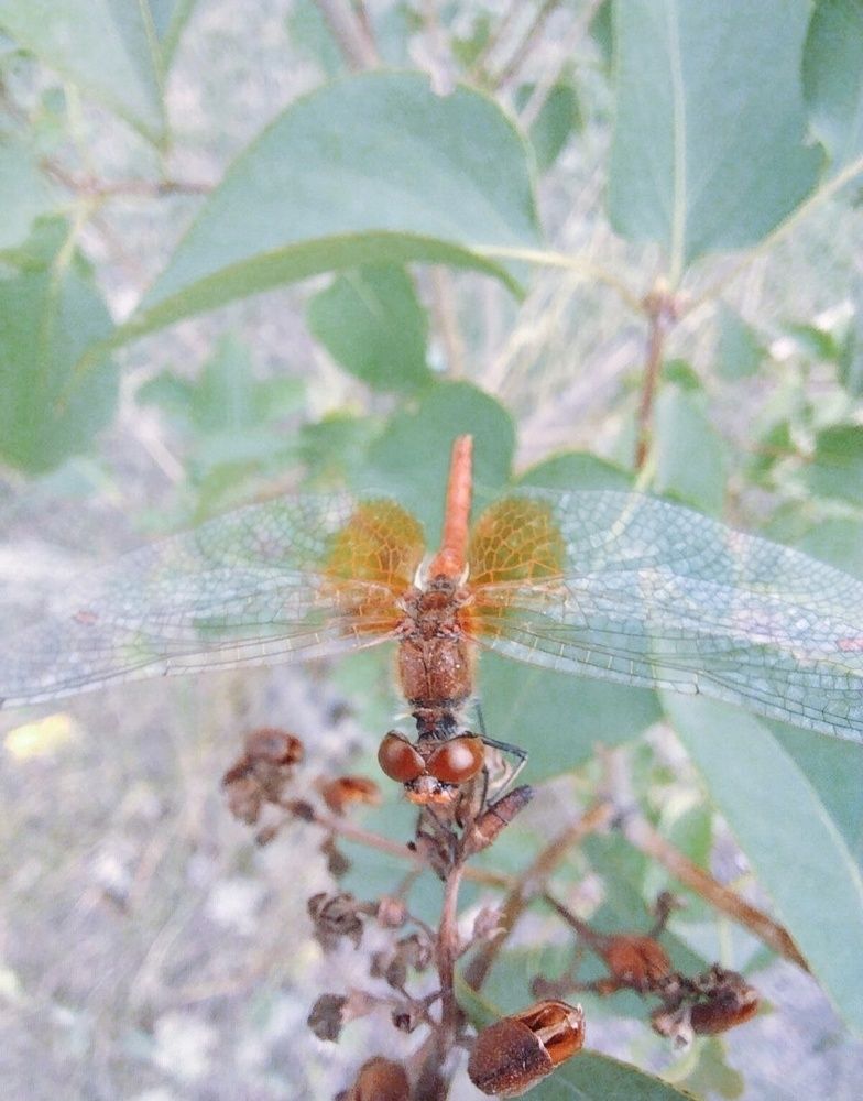 Маленькая фотосессия большой стрекозы