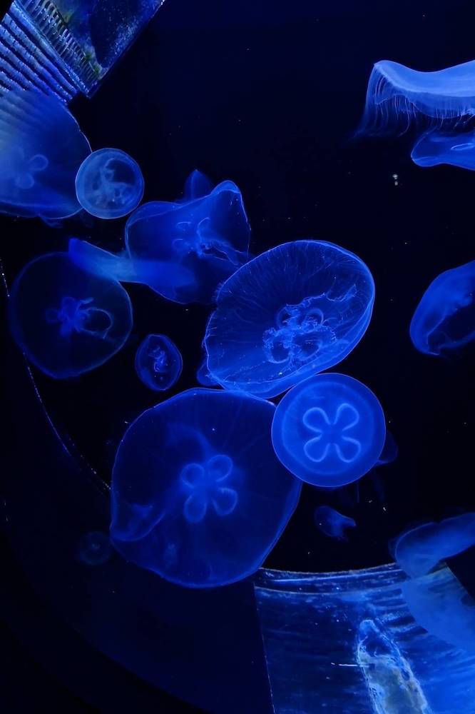 Мир морской природы