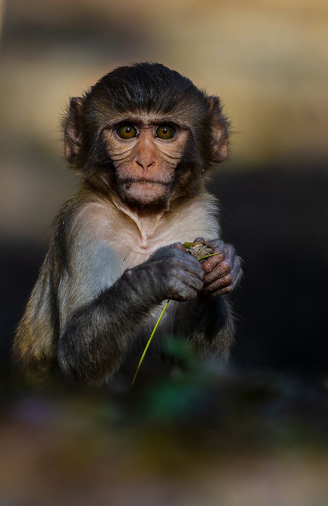 Photograph by Rahul Dev