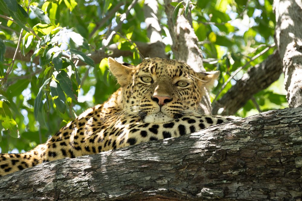 Photograph by Raquel Barao