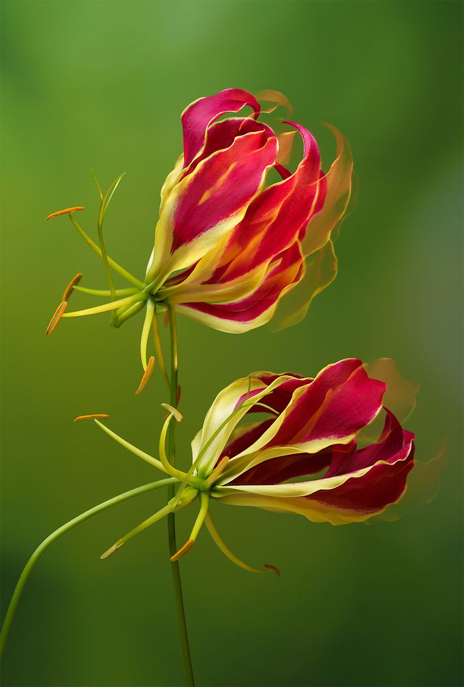 Photograph by Grant Elen