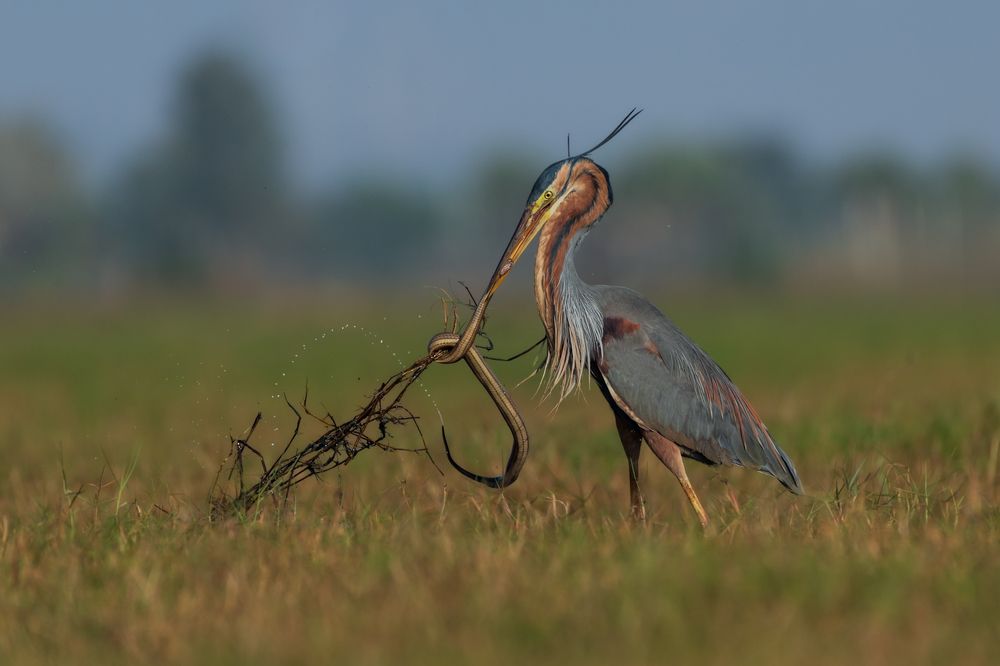 Survival of the Fittest