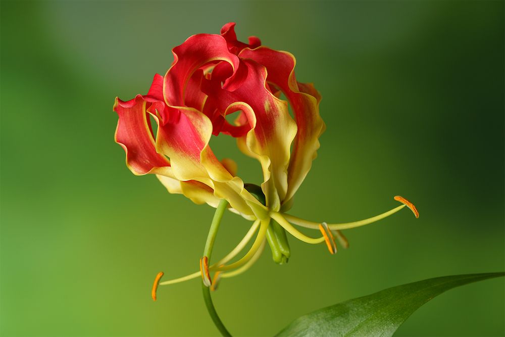 Photograph by Grant Elen