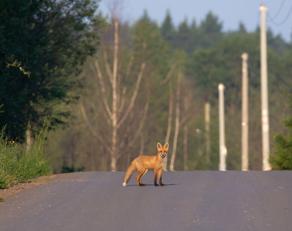 Photograph by Анна Теплицкая