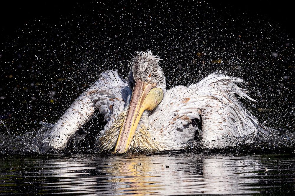 Фотография автора Faller Tamás