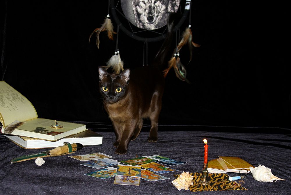 Фотография автора Надежда Лисицына