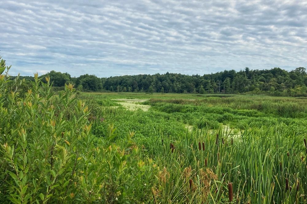 Searching for the elusive slipper orchid