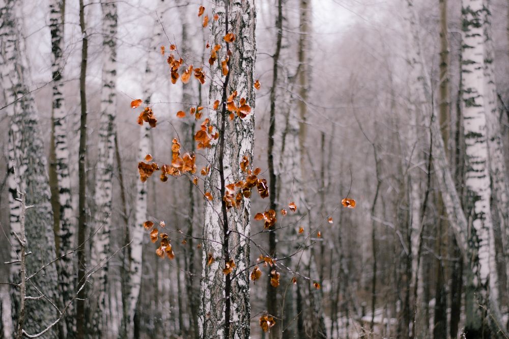Фотография автора Maxim Bondar