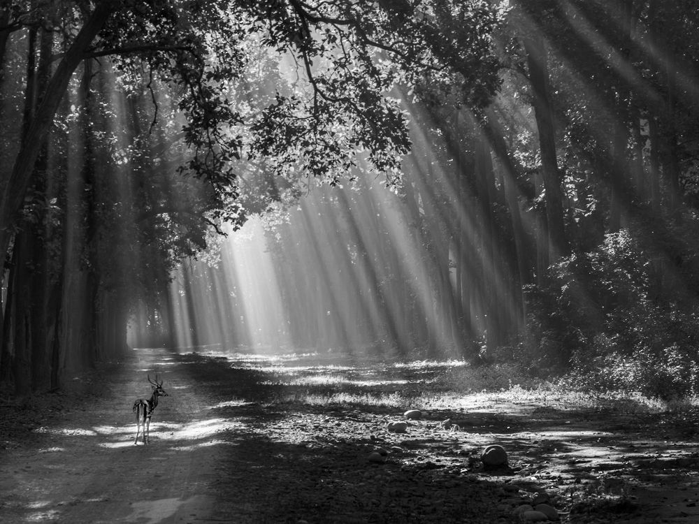 The Poetry of Nature