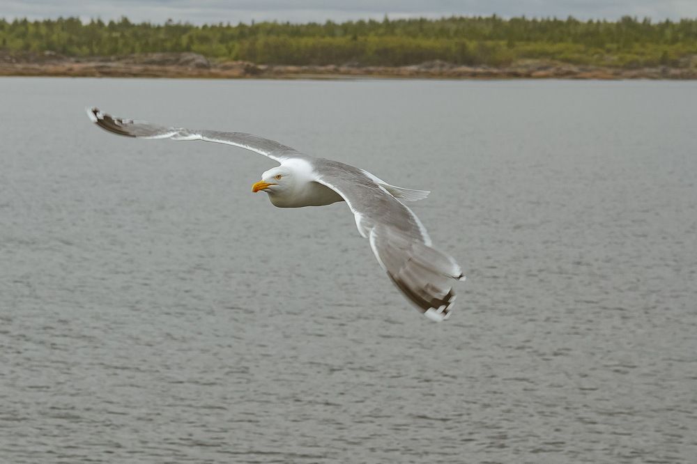 Photograph by Лена Кор