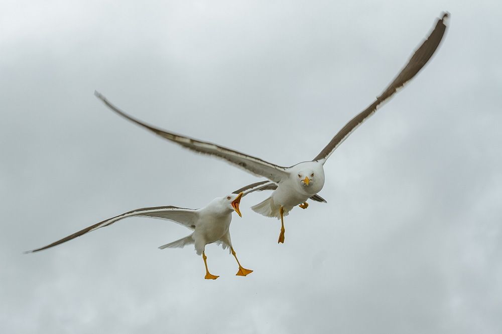 Photograph by Лена Кор