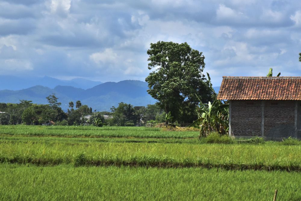 House on the edge of rice fields