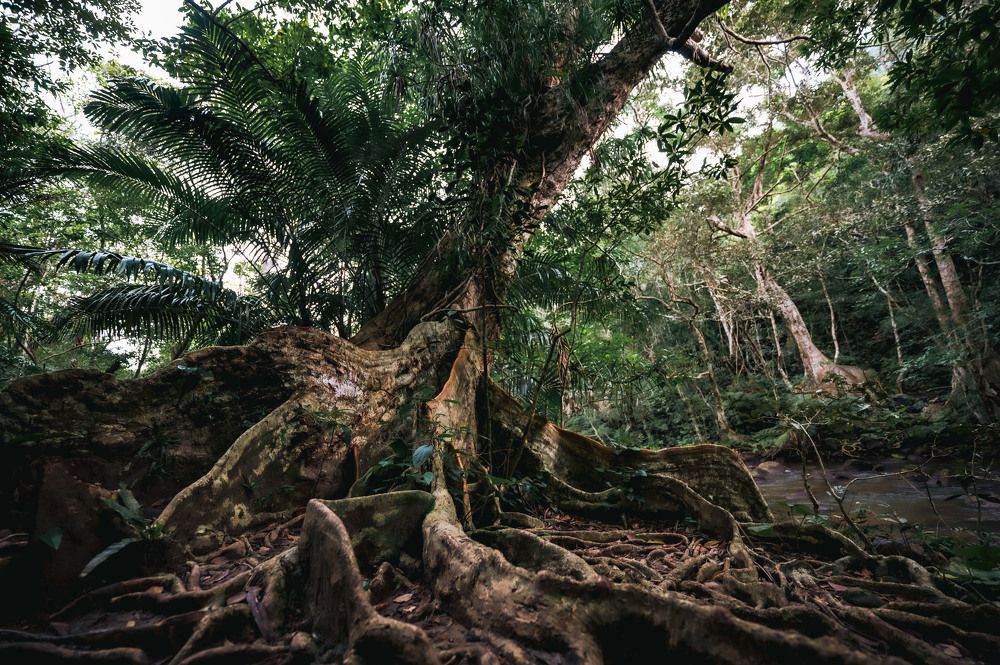 Фотография автора Aliace uesan