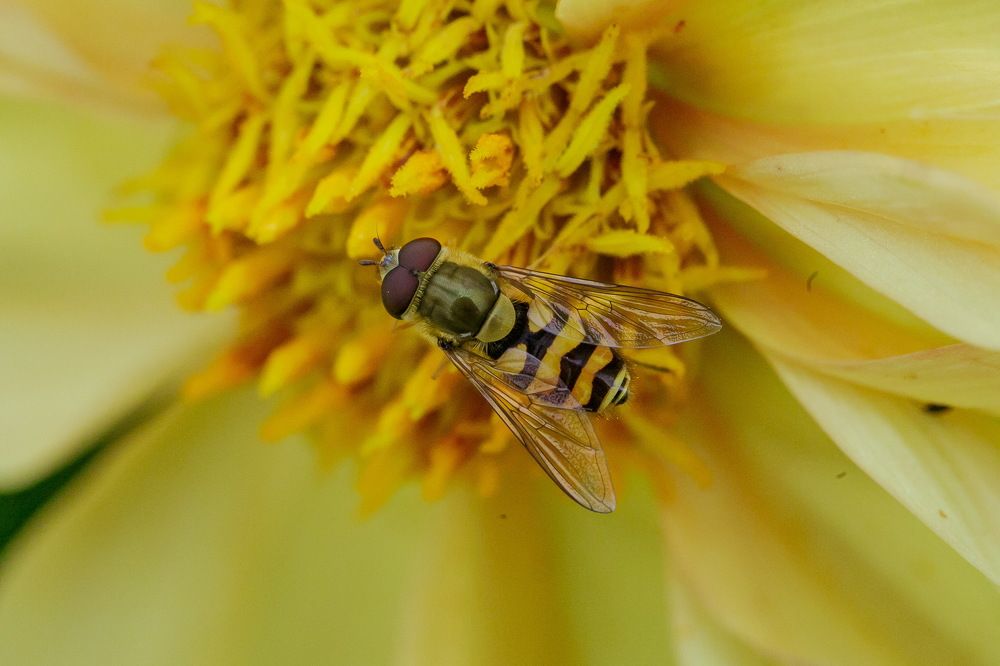 Photograph by Лена Кор