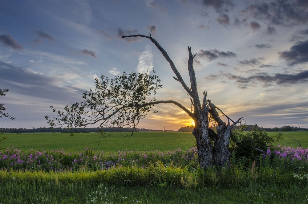 Photograph by Алексей Алешин