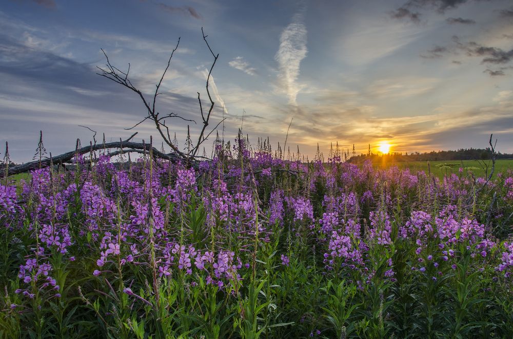 Photograph by Алексей Алешин