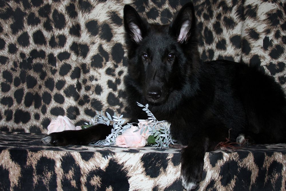 Фотография автора Надежда Лисицына