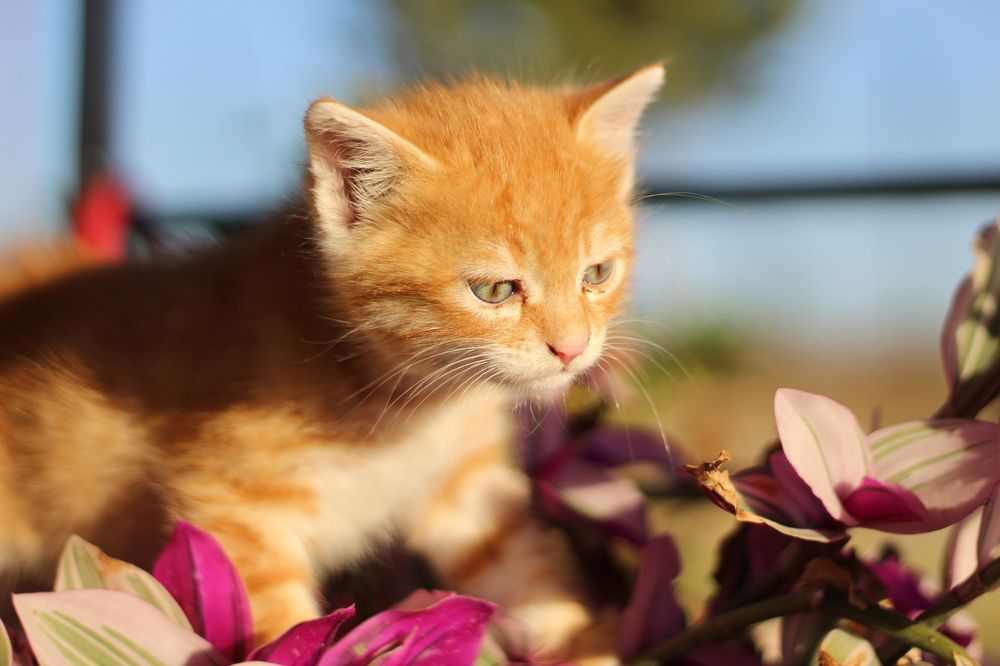 Photograph by Panagiotis Batatolis