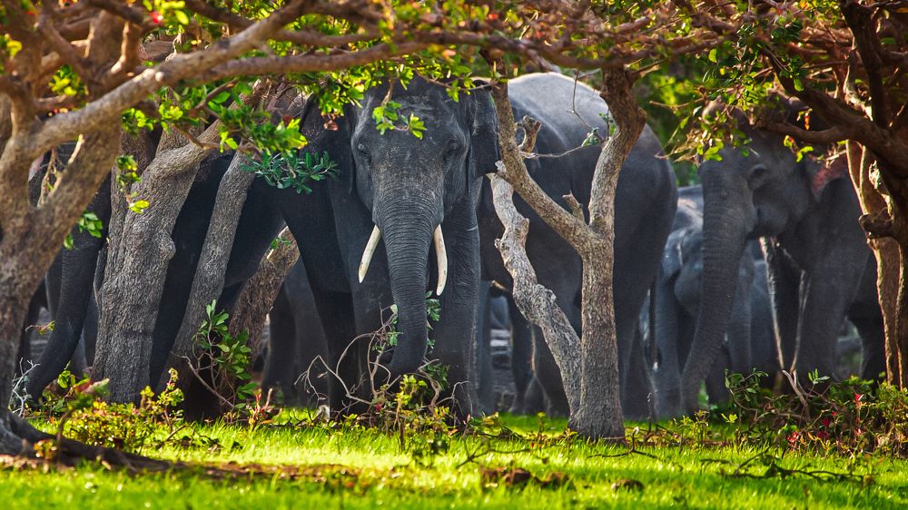 Photograph by Udaya K Jayasundara