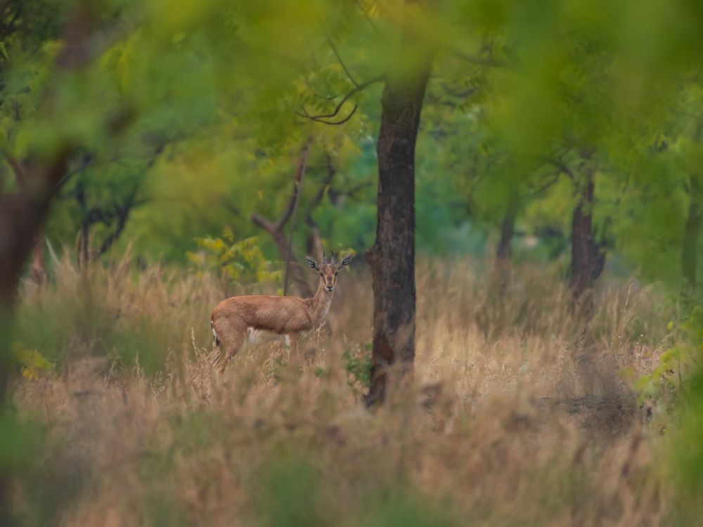 Photograph by Veeraiah Chowdary Kamepalli
