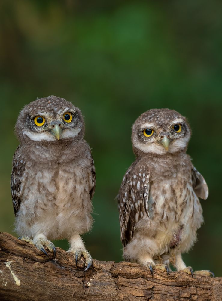 Photograph by Rajiv Mani